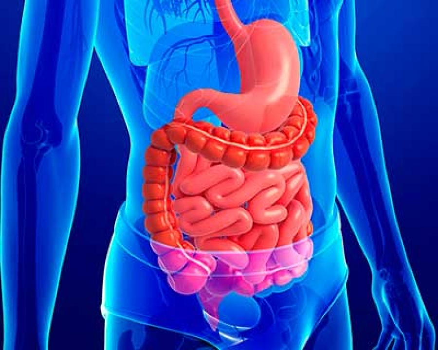 salud digestiva en la madurez